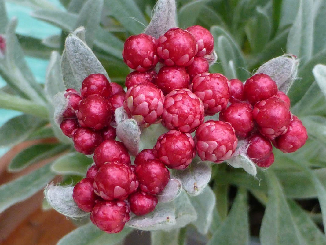 Helichrysum amorginum 'Ruby Cluster' photo